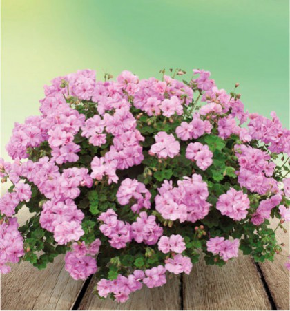 géranium lierre double  (différents coloris au choix)