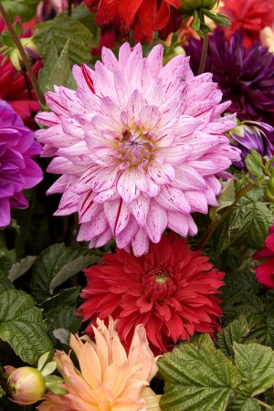 dahlia  (différents coloris au choix)