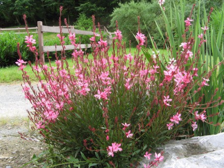 gaura  (différents coloris au choix)